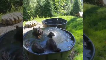 El vídeo del oso que se refresca en un estanque de agua en Nuevo León tras ola de calor que ya es viral