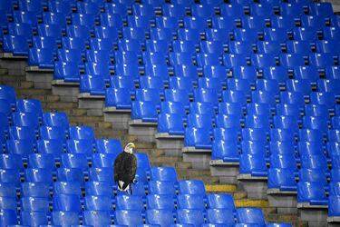 Olimpia es el águila real que desde el Lazio-Milán del 22 de septiembre de 2010 vuela sobre el Estadio Olímpico antes de cada partido en casa del equipo lazial. El ritual se repitió para el duelo contra el Nápoles, pero el animal, que es también el símbolo de los biancocelesti, se paró en la grada de la afición rival, la de la Roma. 