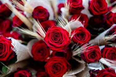 Rosas preparadas para regalar durante la Diada de Sant Jordi 2025.