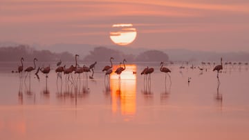 Cada año miles de flamencos eligen está tranquila localidad, ubicada en el río Tajo, para descansar durante sus largos viajes migratorios.