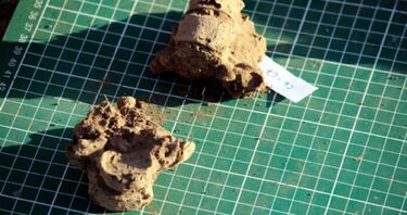 Encuentran restos en las costas de Coquimbo y tienen 4500 años de antigüedad: no podrás creer cómo lucen