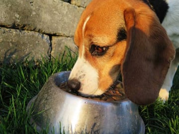 La alimentación en los perros de caza