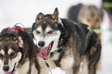 Acto ceremonial del comienzo de la carrera de trineos con perros que se celebró el pasado sábado en Anchorage, Alaska.