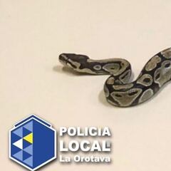 Encuentran una enorme serpiente pitón deambulando por Tenerife