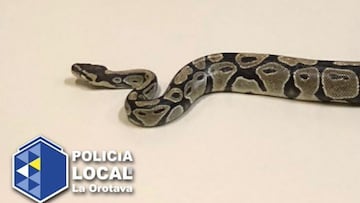 Serpiente pit&Atilde;&sup3;n encontrada en la calle en La Orotava
 POLIC&Atilde;A LOCAL DE LA OROTAVA
 31/10/2021