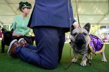 Un bulldog francés a la espera.