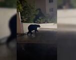 Captan a enorme oso caminando por las calles de Monterrey