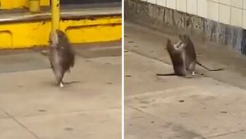 New York City subway turns into rat warzone in viral fight