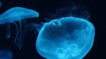 Scientists get closer to solving ‘milky seas’ mystery