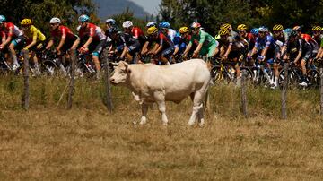 El pelotón durante la decimotercera etapa del Tour de Francia 2022.