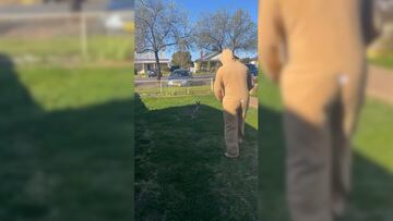 Un hombre disfrazado de canguro se acerca a una cría: lo que sucede se ha hecho viral en redes