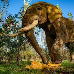 A hungry elephant strolled into a grocery store and shocked shoppers: “I think he just wanted snacks”