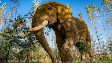 Shopkeepers at a store in Thailand received a surprise visitor with a big trunk and a sweet tooth.