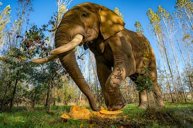 Es el mamífero terrestre más grande, puede llegar a pesar hasta 10 toneladas y medir hasta 4 metros de altura. Es conocido por su inteligencia, su memoria y su gran tamaño. Es un símbolo de la sabana africana.
