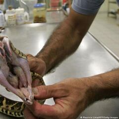 Hallan en el veneno de una serpiente sustancia que impide la reproducción de la COVID