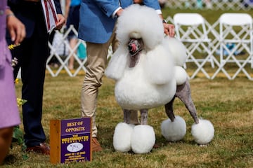 Liem, un Poodle, recibiendo el premio a mejor perro de su raza.