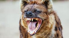 Los animales con la mordida más poderosa