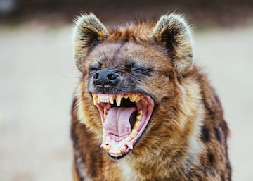 Las Hienas (Hyaenidae) son una familia de mamferos carnvoros pertenecientes al suborden Feliformia. Los macho suelen ser ms grandes que las hembras. La hiena manchada es famosa por su fuerte mordida en proporcin a su peso.