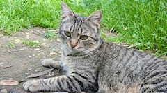 El gato se queda dormido sobre el teclado y el mensaje que deja en el monitor es, sencillamente, perfecto