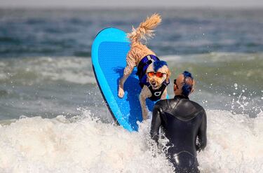 Con crestas a juego, Kentucky Gallahue y su goldendoodle Derby compiten durante el Campeonato Mundial de surf de perros en California (Estadis Unidos). El evento ayuda a las organizaciones benéficas locales a recaudar dinero y una parte de las ganancias se destina a entidades sin fines de lucro caninas, ambientales y de surf.
