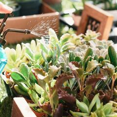 El truco para regar tus plantas mientras te vas de viaje o estás de vacaciones