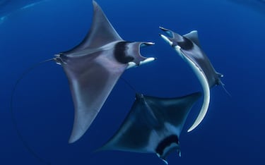 Tres mantas manteniendo sus peculiares relaciones sexuales en Honda Bay. Esta especie es habitualmente tímida, así que fotografiarla es difícil. "Nunca pensé que podría tirar una foto de este momento, ya que no se dejan fotografiar y menos en un ritual tan importante", explica Duncan Murrell. 
