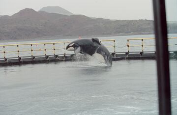 En 1978, unos pescadores islandeses capturaron una cría de orca macho, de unos dos años. Fue vendida a una acuario islandés donde convivió con otras orcas durante 3 años, antes de ser comprada por el Acuario de Ontario, Canadá. En 1985 fue comprada por Reino Aventura, un parque de atracciones en Ciudad de México, donde se convirtió en el principal reclamo del mismo. Para popularizarlo fue cedido a estudios cinematográficos para grabar escenas, en 1993 alcanzó fama mundial con el estreno de Liberad a Willy, una película sobre la vuelta al mar de una orca. En cautividad, Keiko sufrió diferentes enfermedades tópicas en la piel además de heridas por estrés al aburrirse en su estanque. Tras el estreno de la película se fundó una ONG cuyo objetivo era su vuelta al mar. En 1995 Mundo Aventura donó a Keiko a un centro acuático en Oregón, Estados Unidos, donde estuvo mejor atendida al gozar de agua de mar salada y alimentada por peces vivos. En 2002 se reintrodujo a Keiko al Océano, donde tuvo problemas de comunicación con las orcas, al no haber aprendido el mismo por ser capturada muy joven, y se acercaba a barcos pesqueros donde socializaba con marineros a cambio de comida. No se adaptó a la vida del mar, siendo la primera orca, y de momento la única, en ser devuelta al mar.