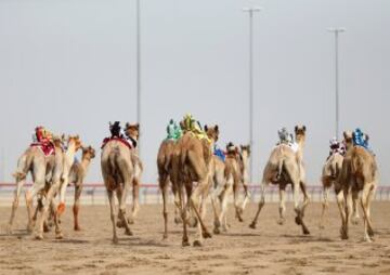 Se celebr車 en Dubai la Al Marmoom Heritage Festival, un acontecimiento que promueve el deporte tradicional de la carrera de camellos en la regi車n. Los participantes lo hacen a trav谷s de un jinete rob車tico con control remoto.