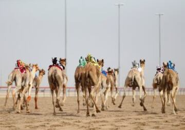 Se celebró en Dubai la Al Marmoom Heritage Festival, un acontecimiento que promueve el deporte tradicional de la carrera de camellos en la región. Los participantes lo hacen a través de un jinete robótico con control remoto. 