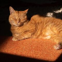 Una pareja ofrece 66.000 euros al año por cuidar de sus gatos