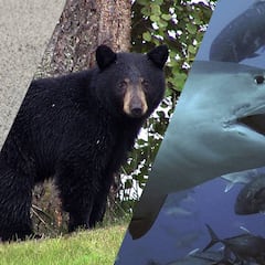 Un joven aventurero, atacado por una serpiente, un oso y un tiburón en 3 años