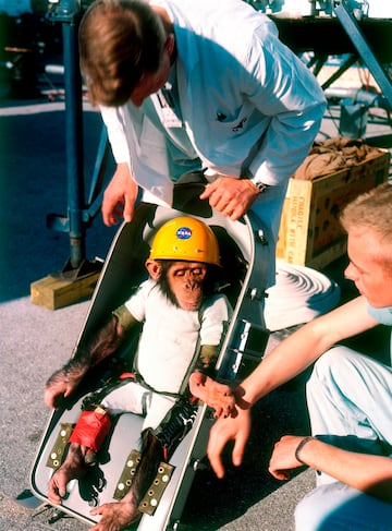 Nacido en 1957 en Camerún, fue capturado con poco más de un año y vendido a una granja de animales exóticos de Miami. De esta granja fue comprado por la Fuerza Aérea de Estados Unidos, y junto a otros chimpancés fue entrenado en la NASA. Ham, primero nombrado Número 85 por los científicos aeroespaciales, fue entrenado durante 18 meses para ser lanzado al espacio y que aprendiese a utilizar unas palancas para realizar unas tareas que le sirviesen para salir de la atmósfera y volver sano. El 31 de enero de 1961, despegó el Proyecto Mercury en Cabo Cañaveral donde Ham manejó según las instrucciones que recibía. El vuelo no salió como lo esperado y Ham tuvo problemas durante los 16 minutos de vuelo que a pesar de no haber sido entrenado para resolverlos, los solventó correctamente. La cápsula de salida Ham cayó en el Océano Atlántico y al rescatarle solo tenía heridas en la nariz y una severa fatiga, que pareció desaparecer al ver a sus cuidadores y volverse tremendamente feliz. El viaje de Ham sirvió para que la NASA supiera que se pueden hacer tareas en el espacio, además sirvió para que las misiones futuras con humanos fuesen más seguras. En 1963 se retiró a Ham al zoo de Washington donde estuvo 17 años antes de que se le trasladase a un nuevo centro de chimpancés en el zoo de Carolina del Norte, donde fallecería en 1983, a los 25 años. 