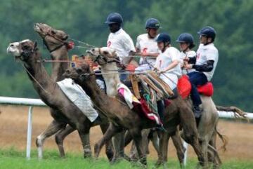 Jockeys ride camels during a French Cup of camel races on August 10, 2014 on the horserace track of La Chartre-sur-le-Loir, western France. Unusual in these latitudes, eight dromaderies that have never seen the desert, took part in two races of 1000 meters. AFP PHOTO / JEAN-FRANCOIS MONIER