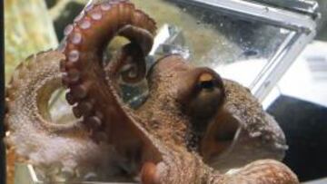 Paul, en la urna de España.