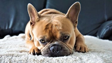 Las razas de perros más tranquilos: ¿cuáles son y cómo se comportan?