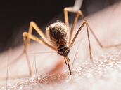 El motivo por el que los mosquitos suelen volar cerca de tu oreja por la noche