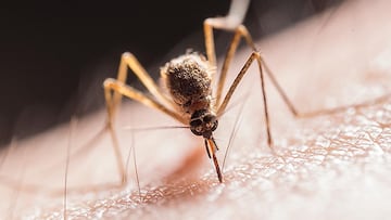 These annoying insects are attracted to the carbon dioxide that the mouth expels when breathing, which causes them to orbit around the head of their victim.