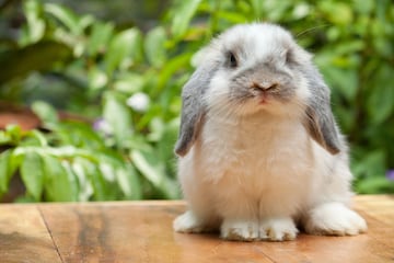 10691555 - cute holland lop rabbit standing at outdoor