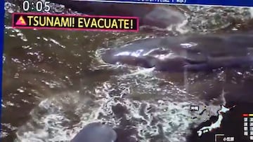 Vídeo: Aparecen ballenas en la costa de Japón tras alerta de tsunami