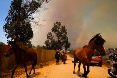 Un residente evacua caballos mientras se propaga un incendio forestal en Viña del Mar, Chile.