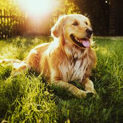 Best dog breeds for families based on temperament