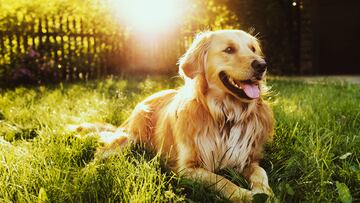 Here’s everything you need to know ahead of getting a Golden Retriever.