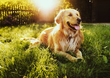 If your dog’s tongue is hanging out, it might be a health issue: here’s what you should do