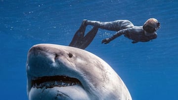 One Ocean Diving tiene una película en Amazon Prime, Vimeo e iTunes que se llama Saving Jaws. Allí se les puede ver, entre otras cosas, nadando junto al tiburón blanco más grande del mundo. Una abuela probablemente embarazada…