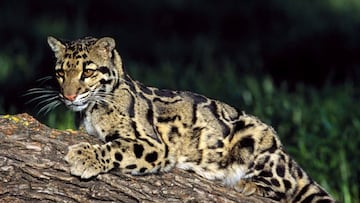 Leopardo nublado