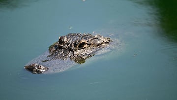 You can find Gatorade but not gators, at least not anymore