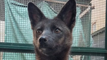 Dogxim primer cruce perro zorro descubierto