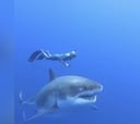 Un buceador se encuentra a un tiburón blanco en alta mar: ver para creer lo que ocurre