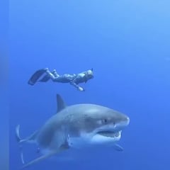 Un buceador se encuentra a un tiburón blanco en alta mar: ver para creer lo que ocurre
