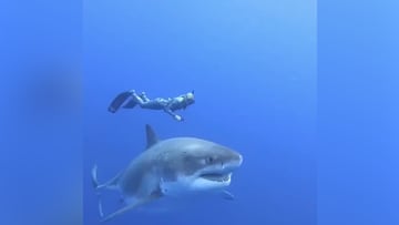 Un buceador se encuentra a un tiburón blanco en alta mar: ver para creer lo que ocurre